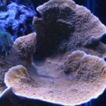 Montipora