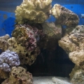 main tank