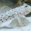 ornate goby