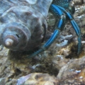 crabby