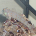 Diamond Goby (3)