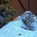 Firefish Goby