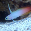 Firefish Goby