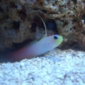 Firefish Goby