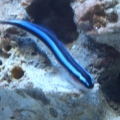 Neon Goby