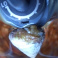 Astrea Snail