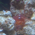 Peppermint Shrimp