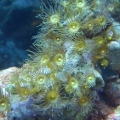 Yellow Polpy