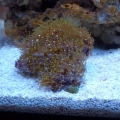 Green Star