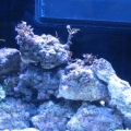 First 67 pounds of live rock, the guy at Aminal Jungle said it wouldn't be enough --- he was right. 7/10/2008