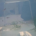 Minnows from side