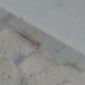 Close up baby 3