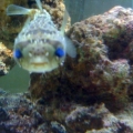 Porcupine Puffer

He has the prettiest eyes