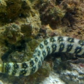 Fast lil swimmer