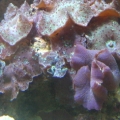 These get huge when the lights are on!