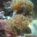Frog Spawn