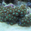 More Zoo's