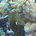 Hammer Coral